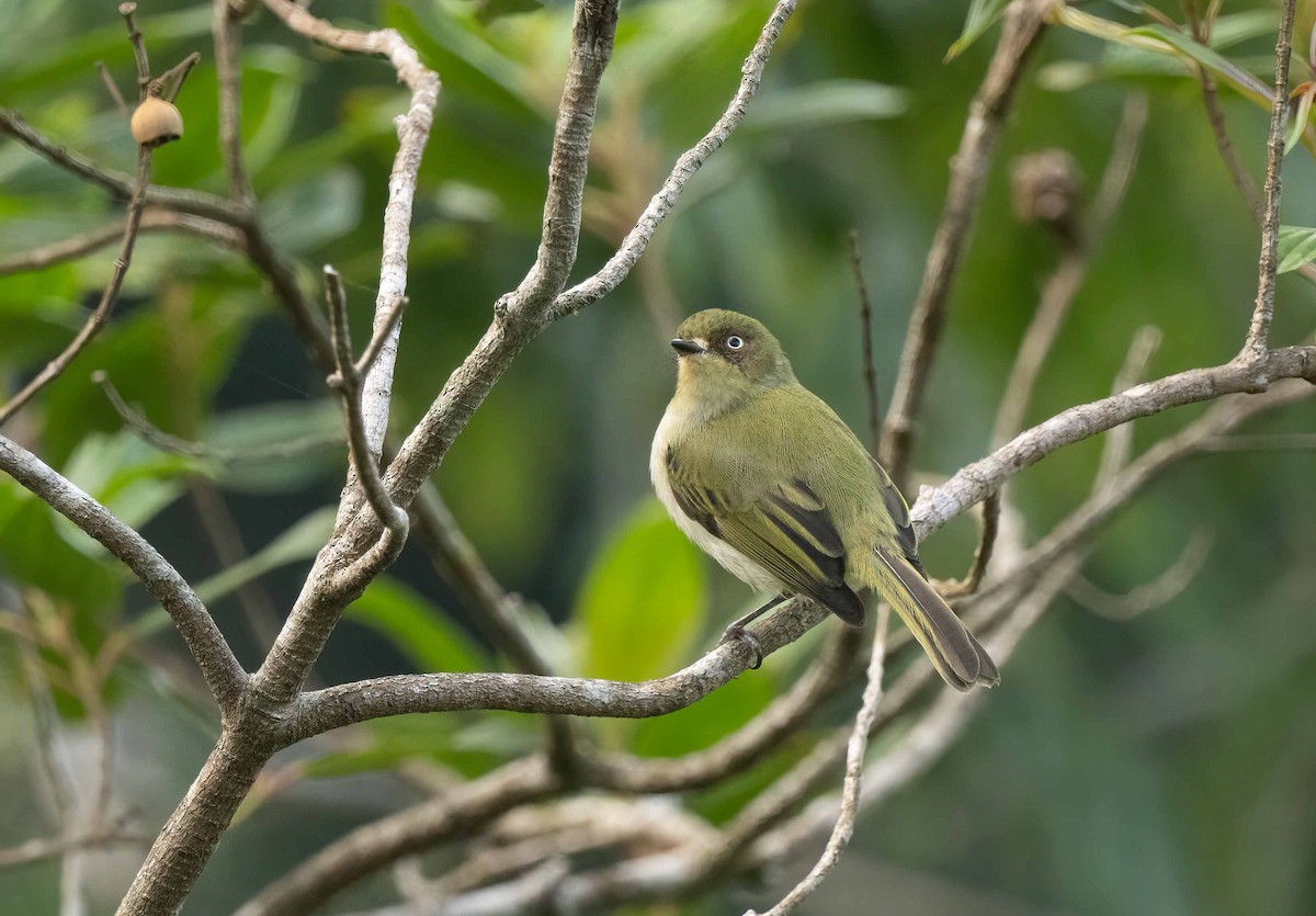 Bay-ringed Tyrannulet - ML642616138
