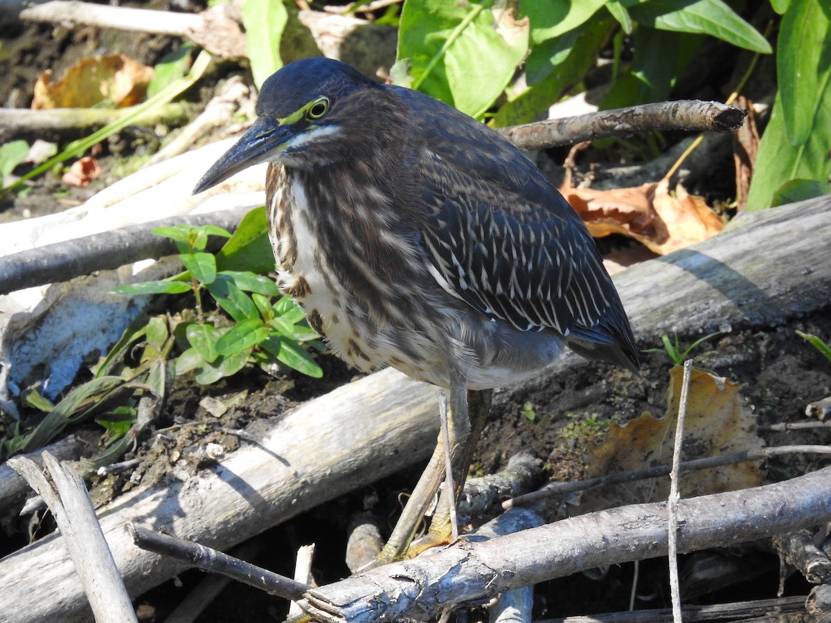 volavka zelenavá - ML642616140