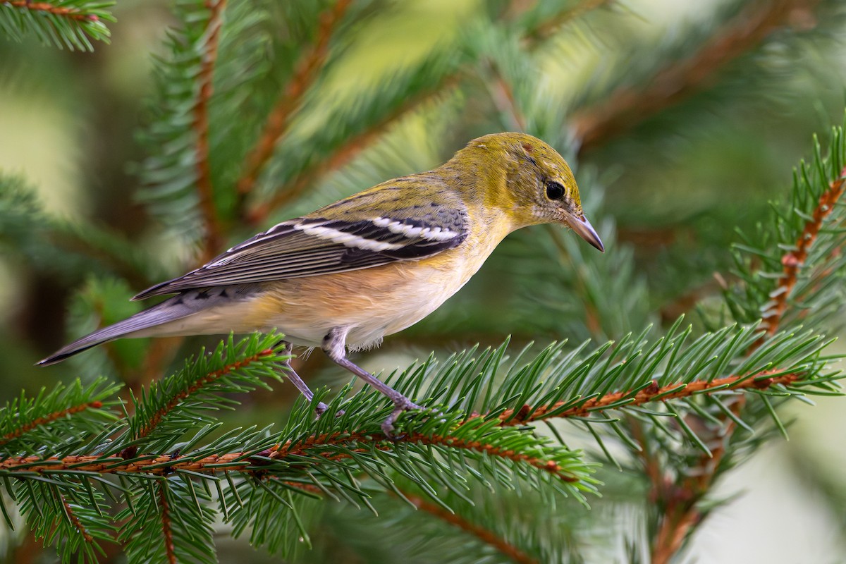 Bay-breasted Warbler - ML642616160