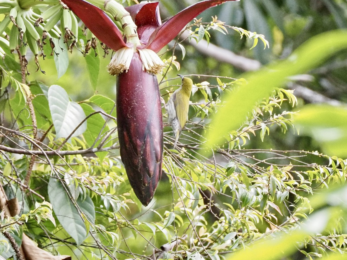 Bornean Spiderhunter - ML642616163
