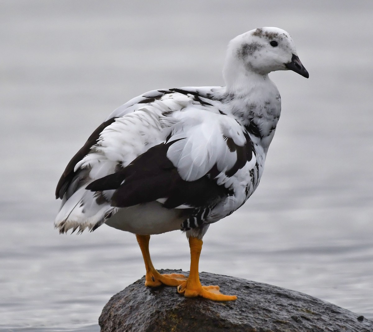 Kelp Goose - ML642616165