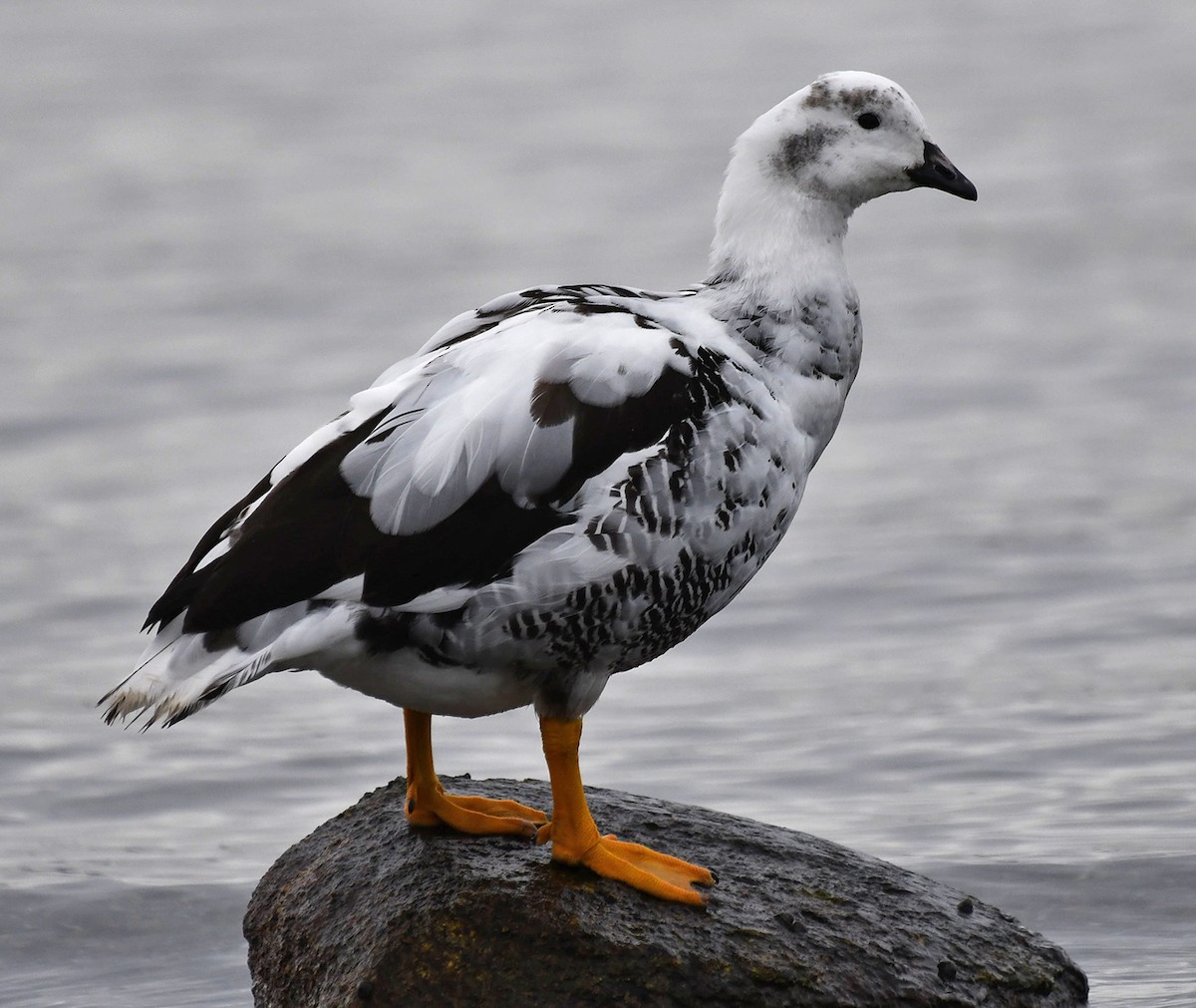 Kelp Goose - ML642616167