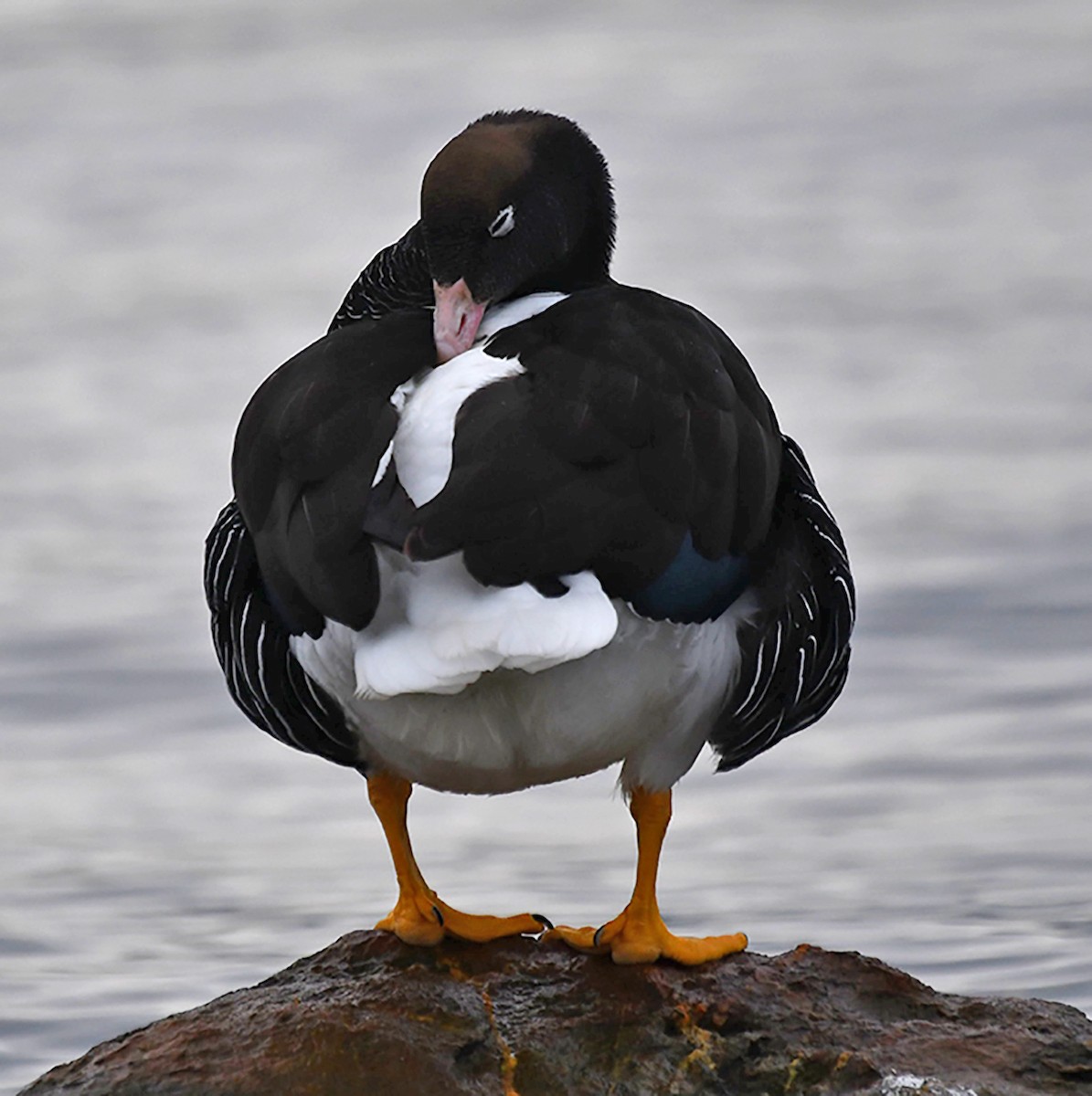 Kelp Goose - ML642616168