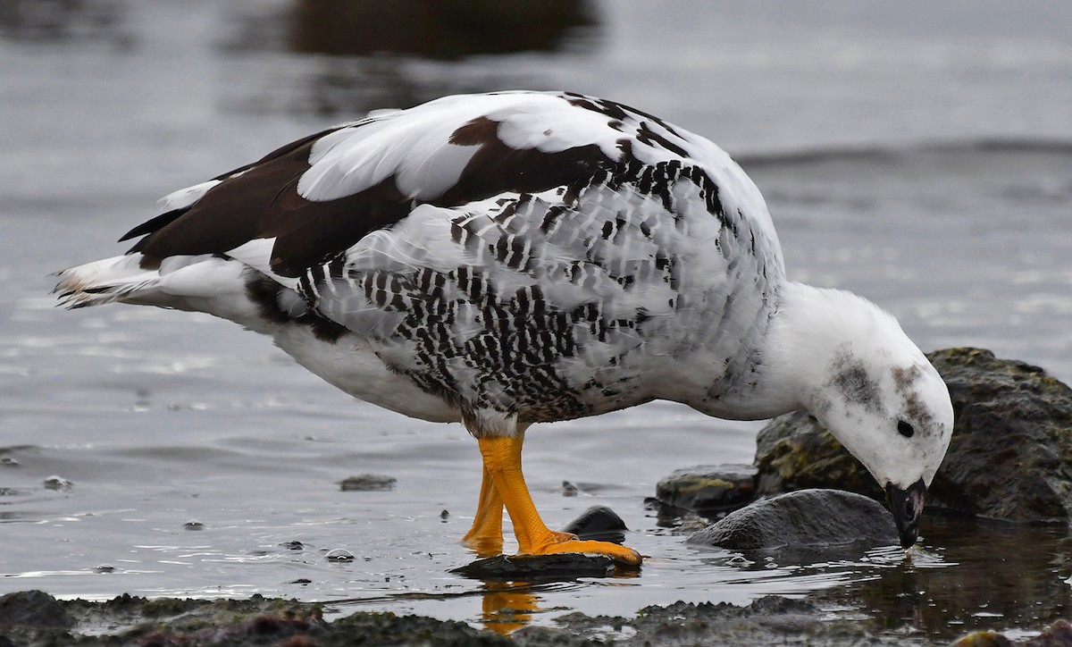 Kelp Goose - ML642616169