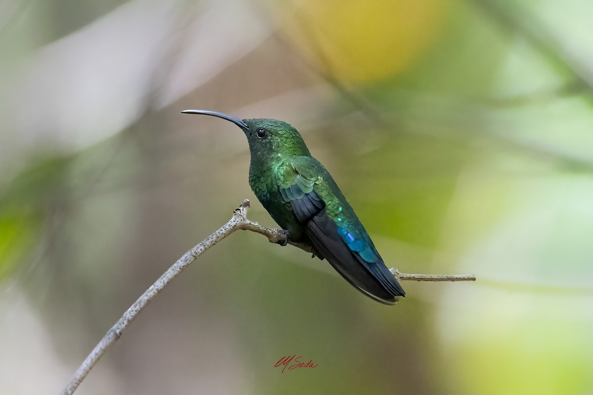 Green-throated Carib - ML642616177