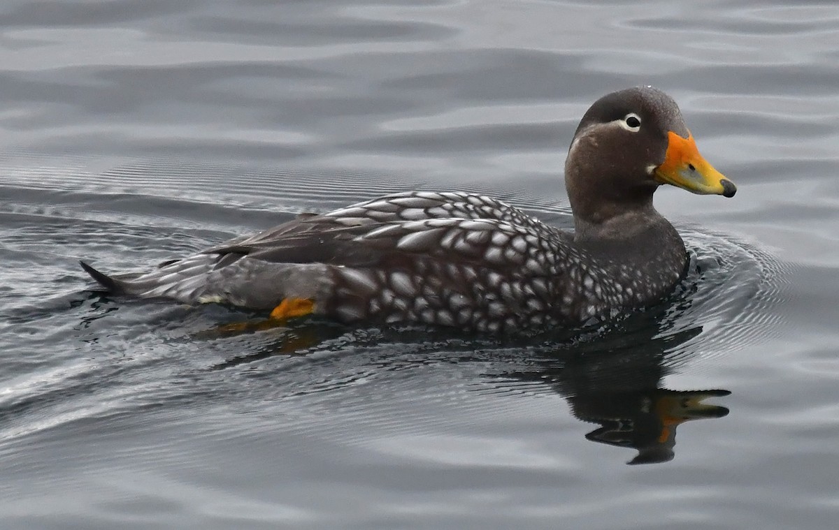 Flying Steamer-Duck - ML642616178