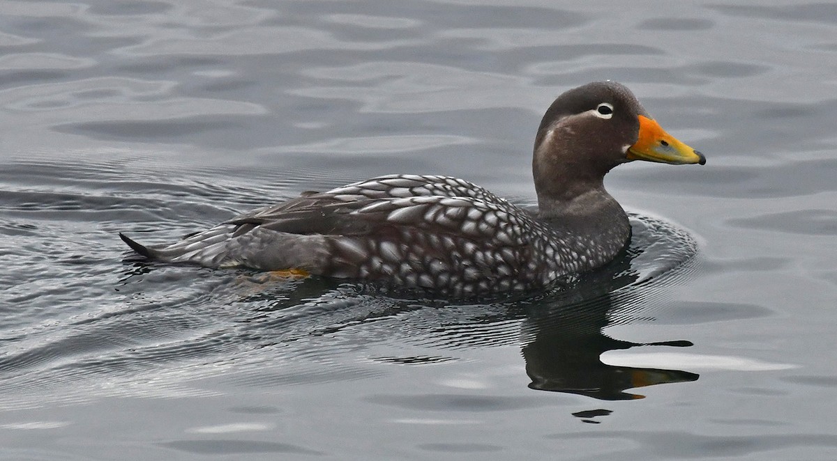 Flying Steamer-Duck - ML642616179