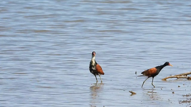 Wattled Jacana - ML642616185