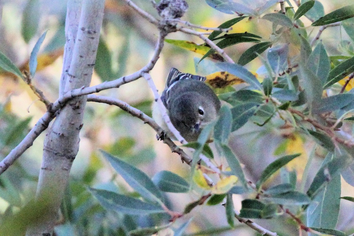 Ruby-crowned Kinglet - ML642616195