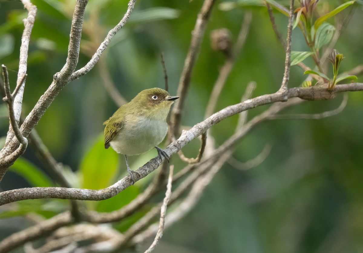 Bay-ringed Tyrannulet - ML642616198