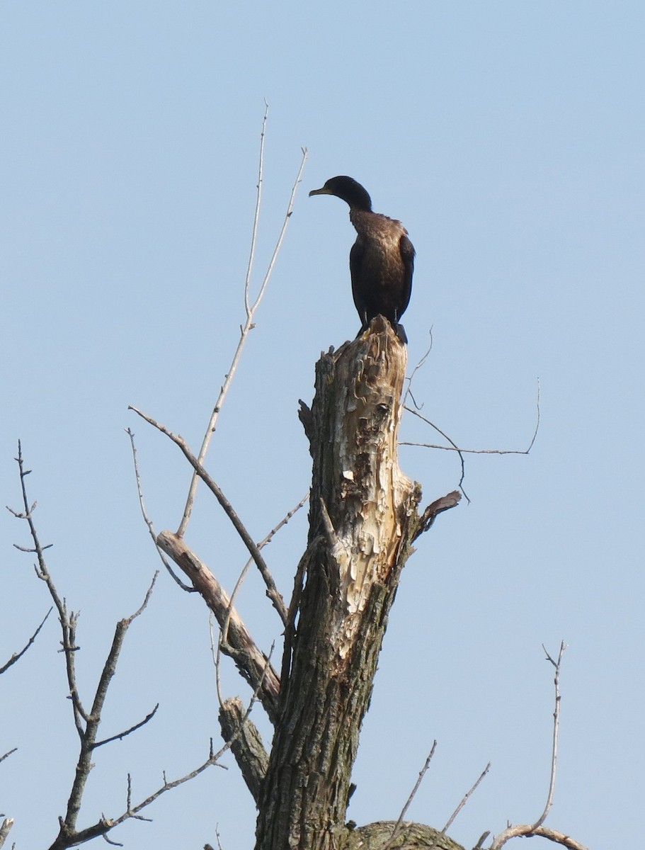 Double-crested Cormorant - ML642616200