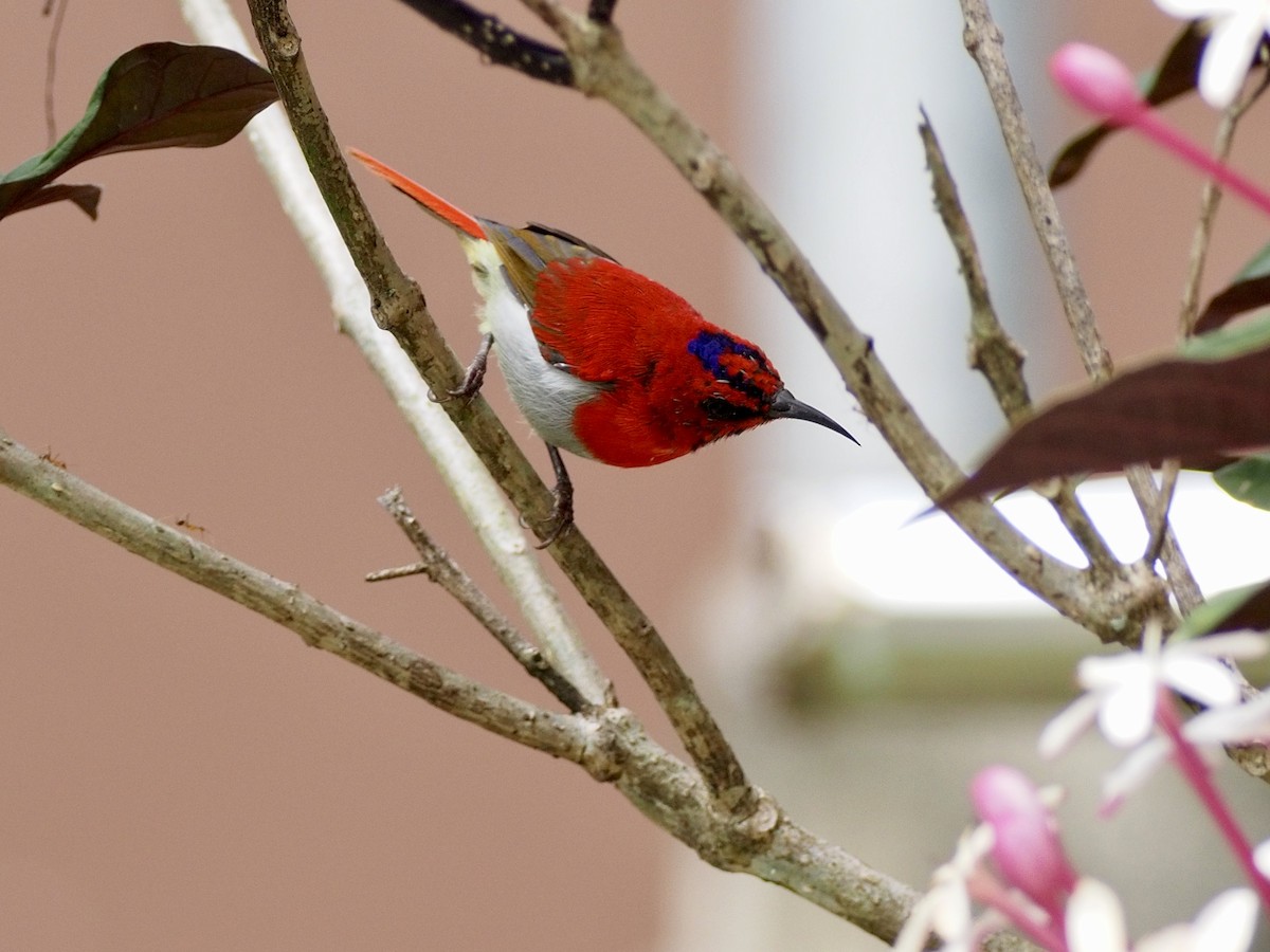 Temminck's Sunbird - ML642616209