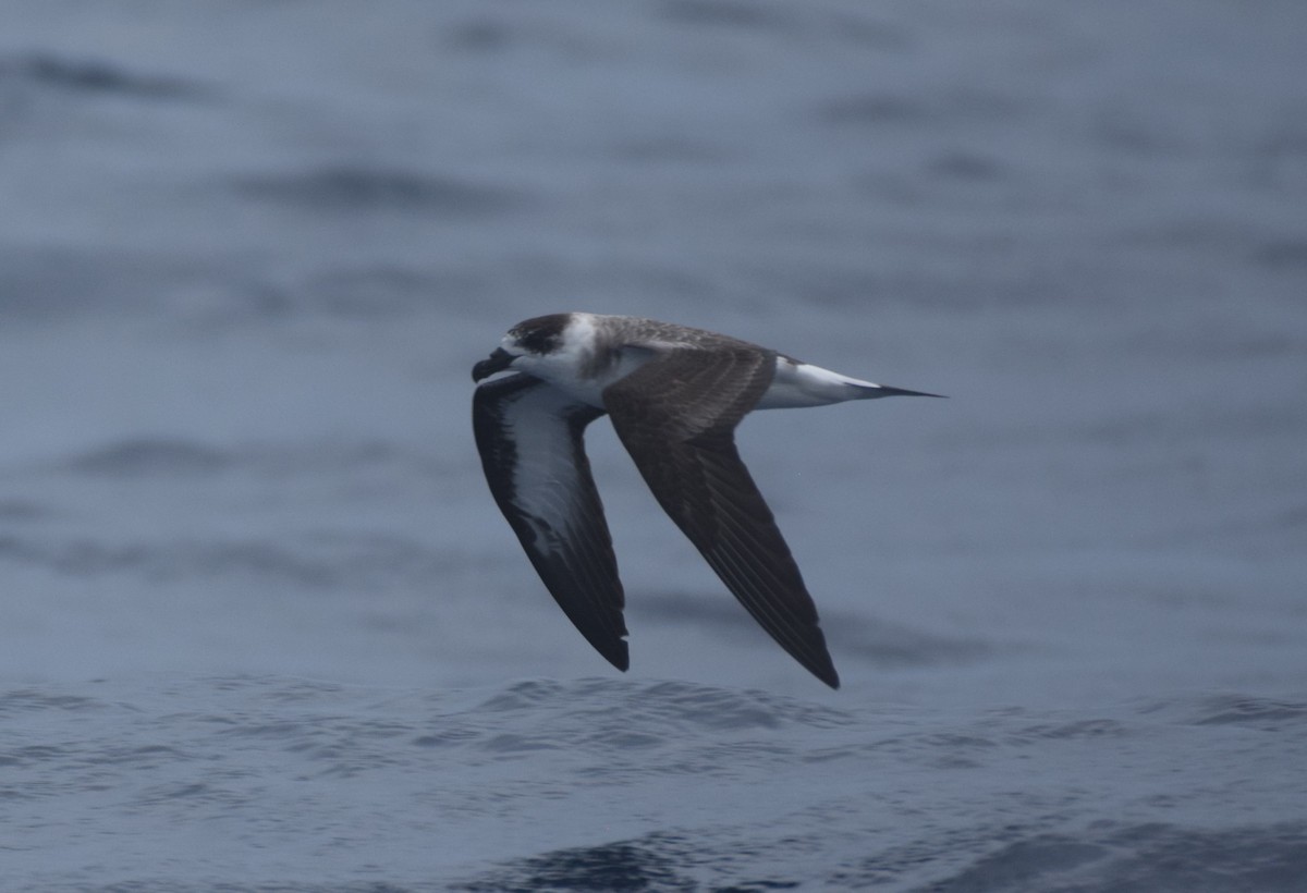 Black-capped Petrel - ML642616210
