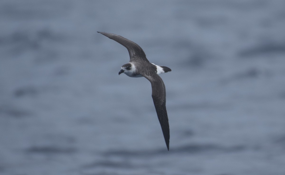 Black-capped Petrel - ML642616211