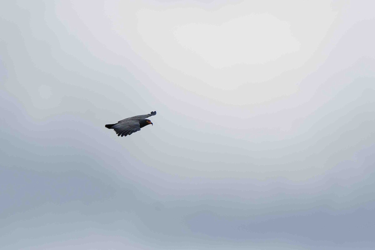 smalnebbglente - ML642616221