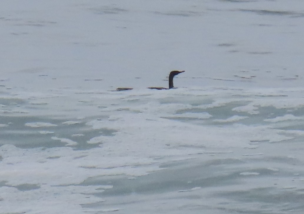 Pelagic Cormorant - ML642616234