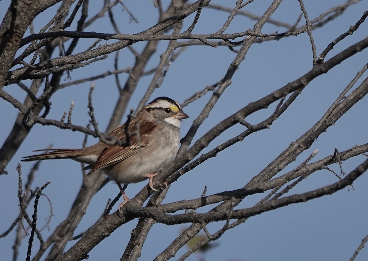 White-throated Sparrow - ML642616253