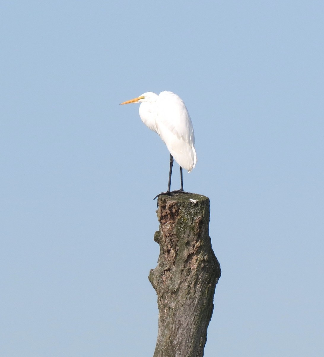 Great Egret - ML642616254