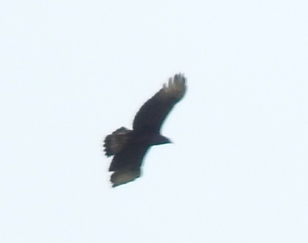 Black-and-chestnut Eagle - ML642616255