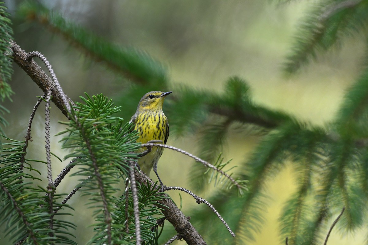 brunkinnparula - ML642616267