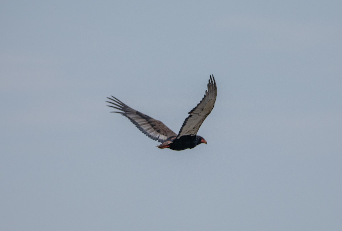 Bateleur - ML642616268