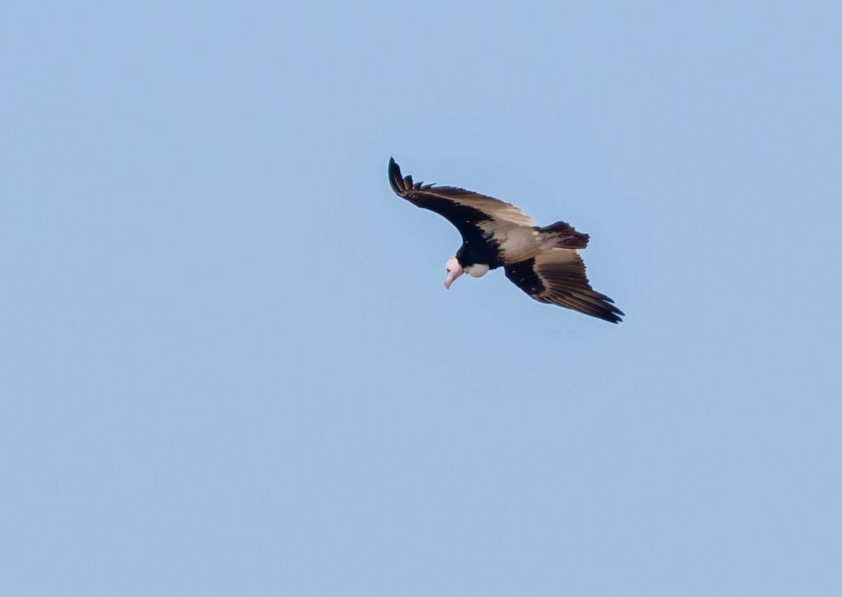 White-headed Vulture - ML642616278