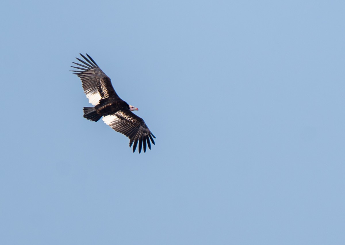 White-headed Vulture - ML642616279