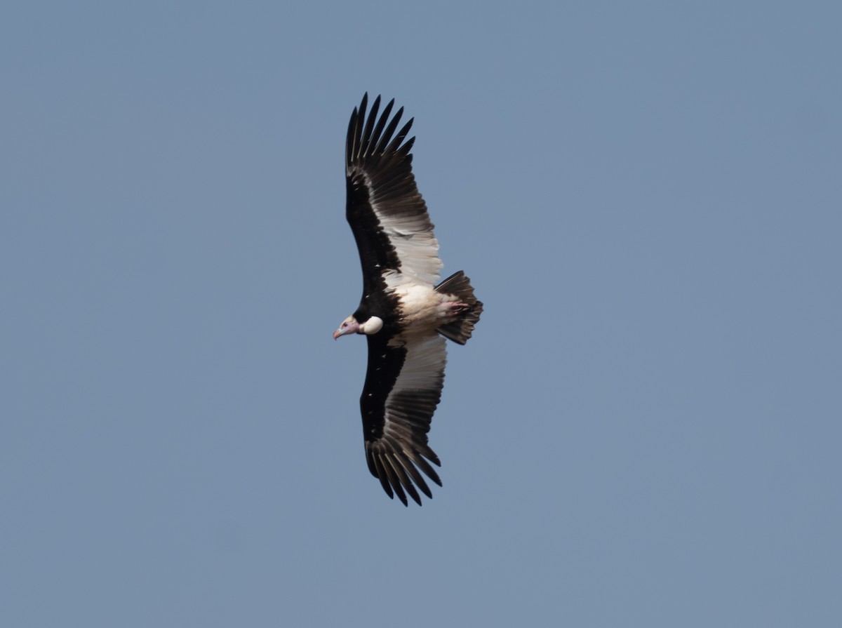 White-headed Vulture - ML642616280