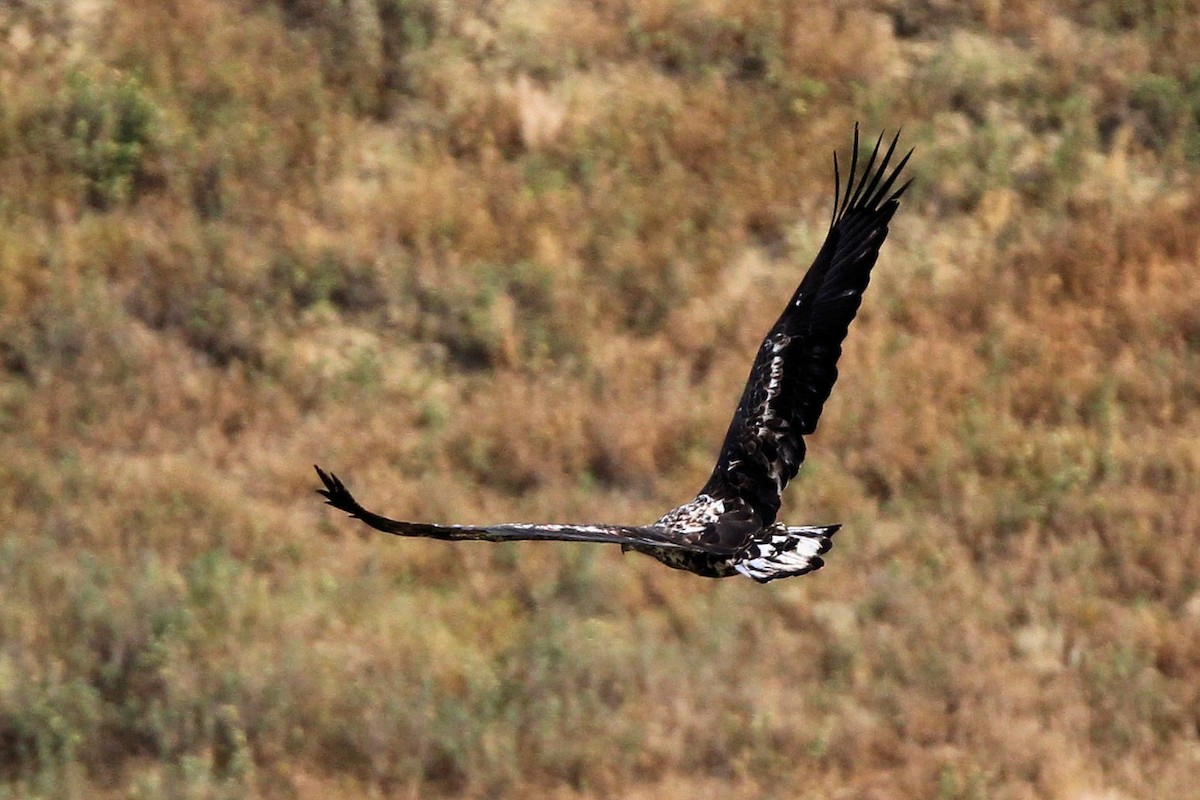 Bald Eagle - ML642616306