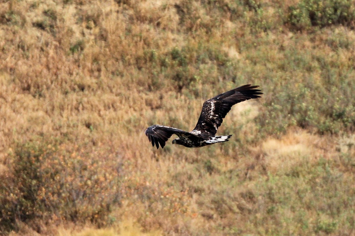 Bald Eagle - ML642616325