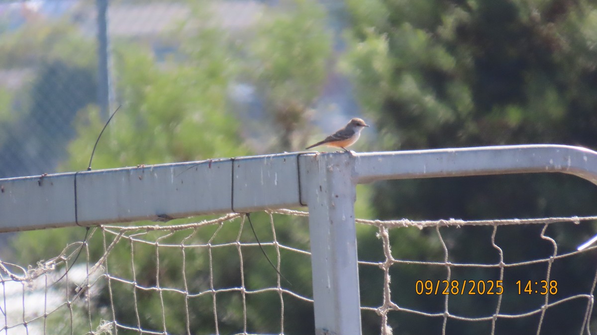 Vermilion Flycatcher - ML642616365