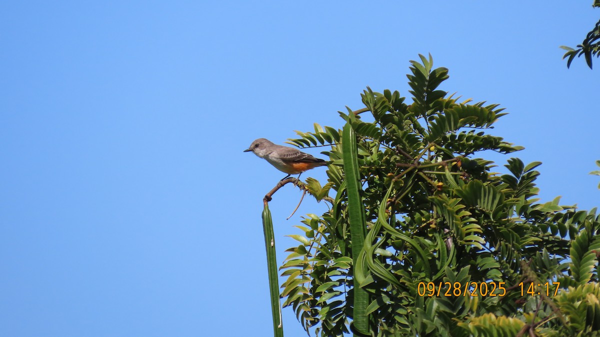 Vermilion Flycatcher - ML642616366