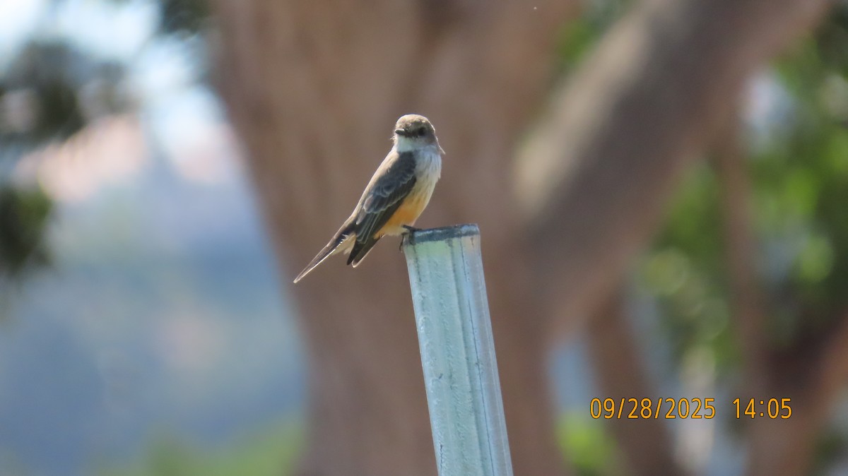 Vermilion Flycatcher - ML642616367