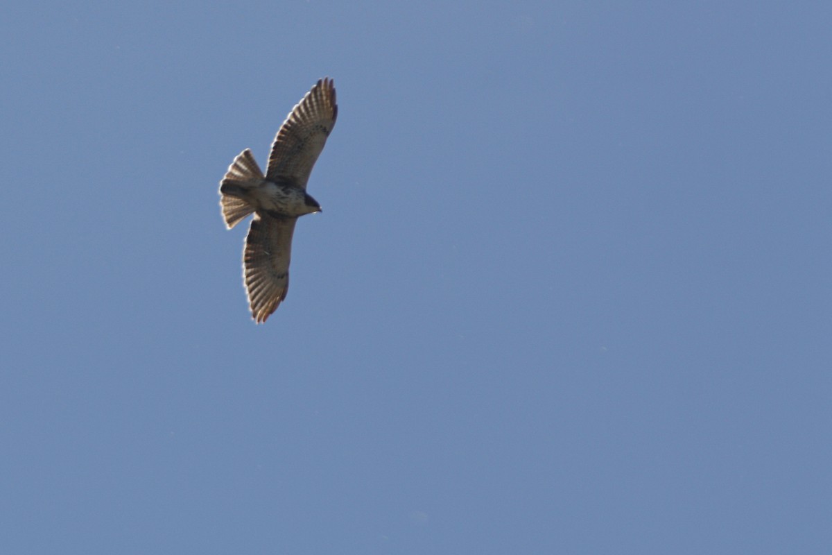 White-throated Hawk - ML642616381
