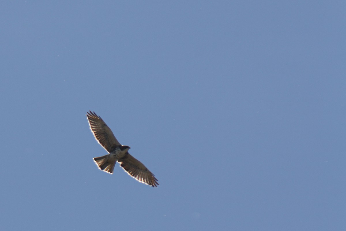 White-throated Hawk - ML642616382