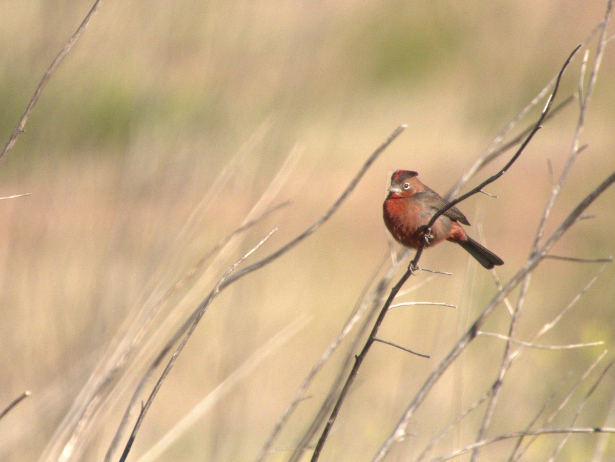 Red-crested Finch - ML642616398