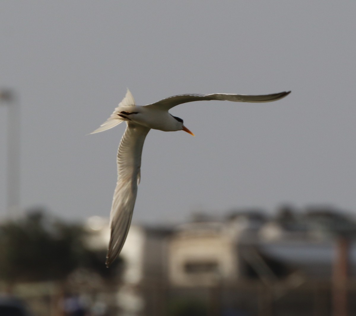 Elegant Tern - ML64261641