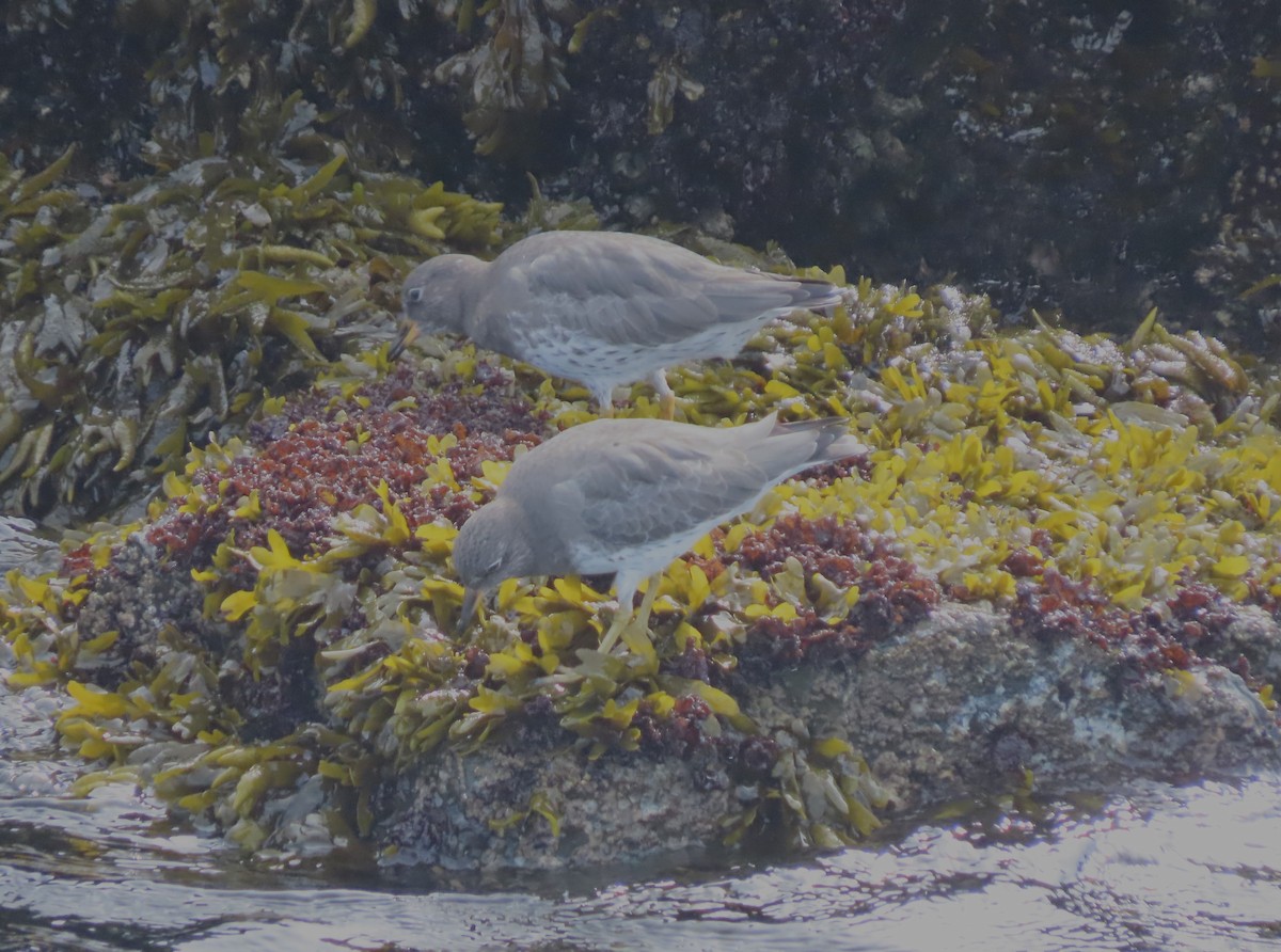 Surfbird - ML642616414