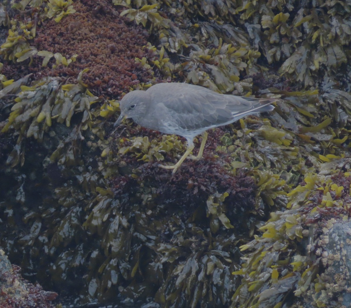 Surfbird - ML642616421