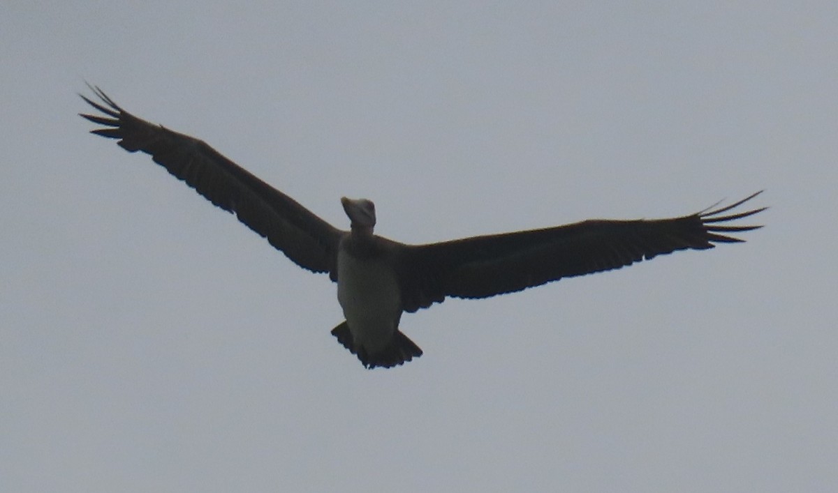 Brown Pelican - ML642616429