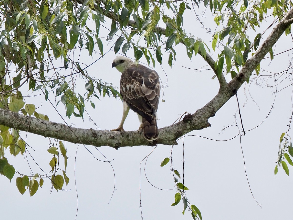 Changeable Hawk-Eagle - ML642616440