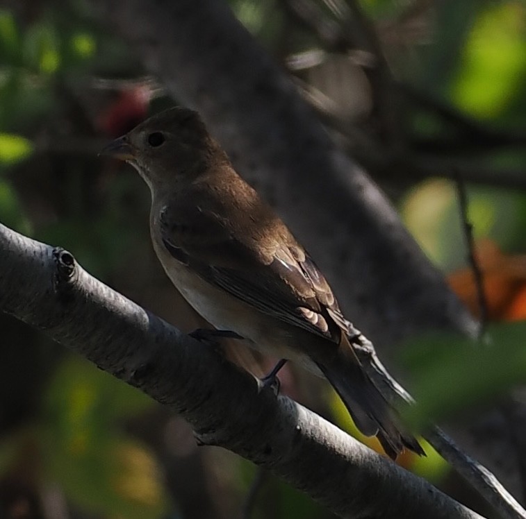 Passerin indigo - ML642616451