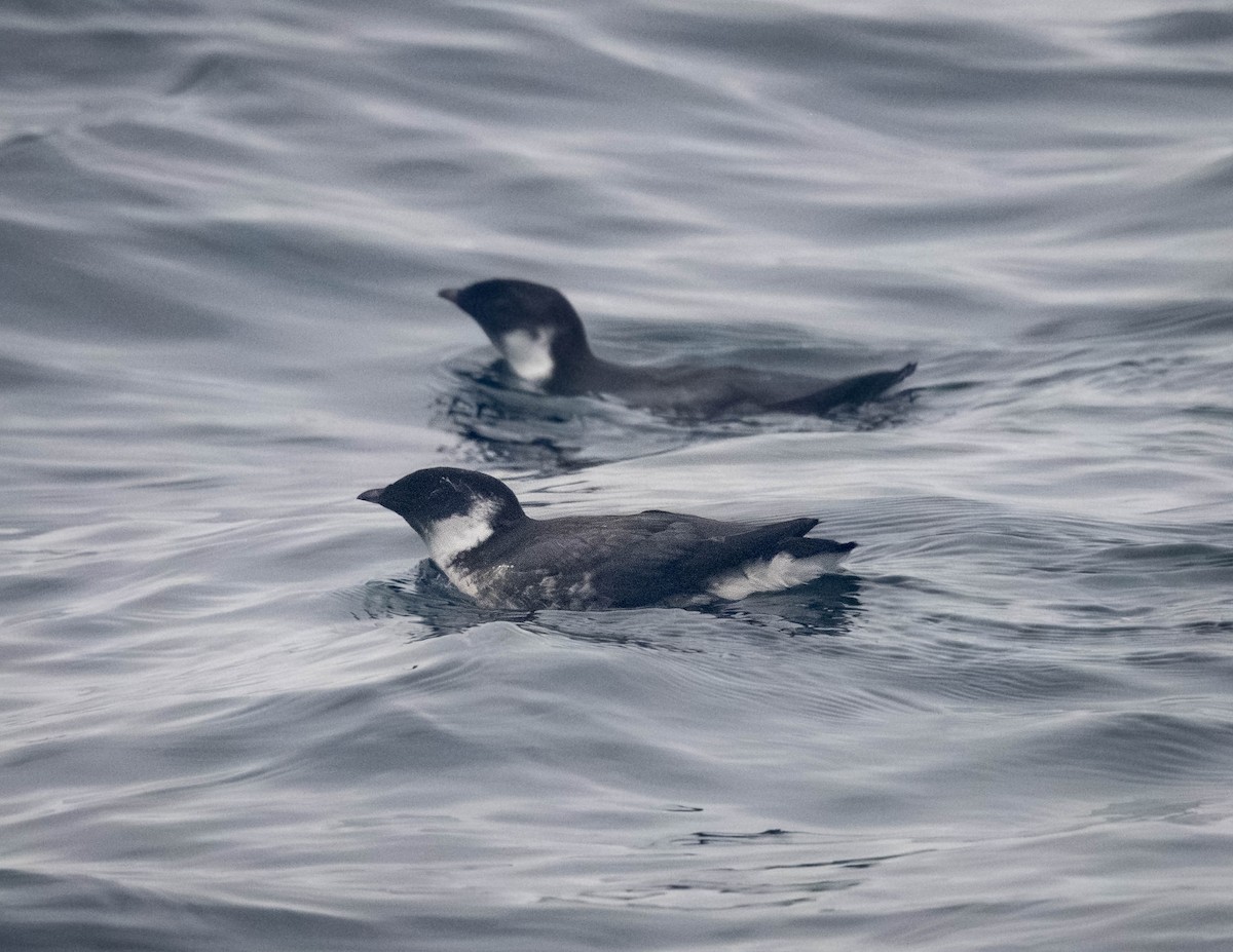 Ancient Murrelet - ML642616452