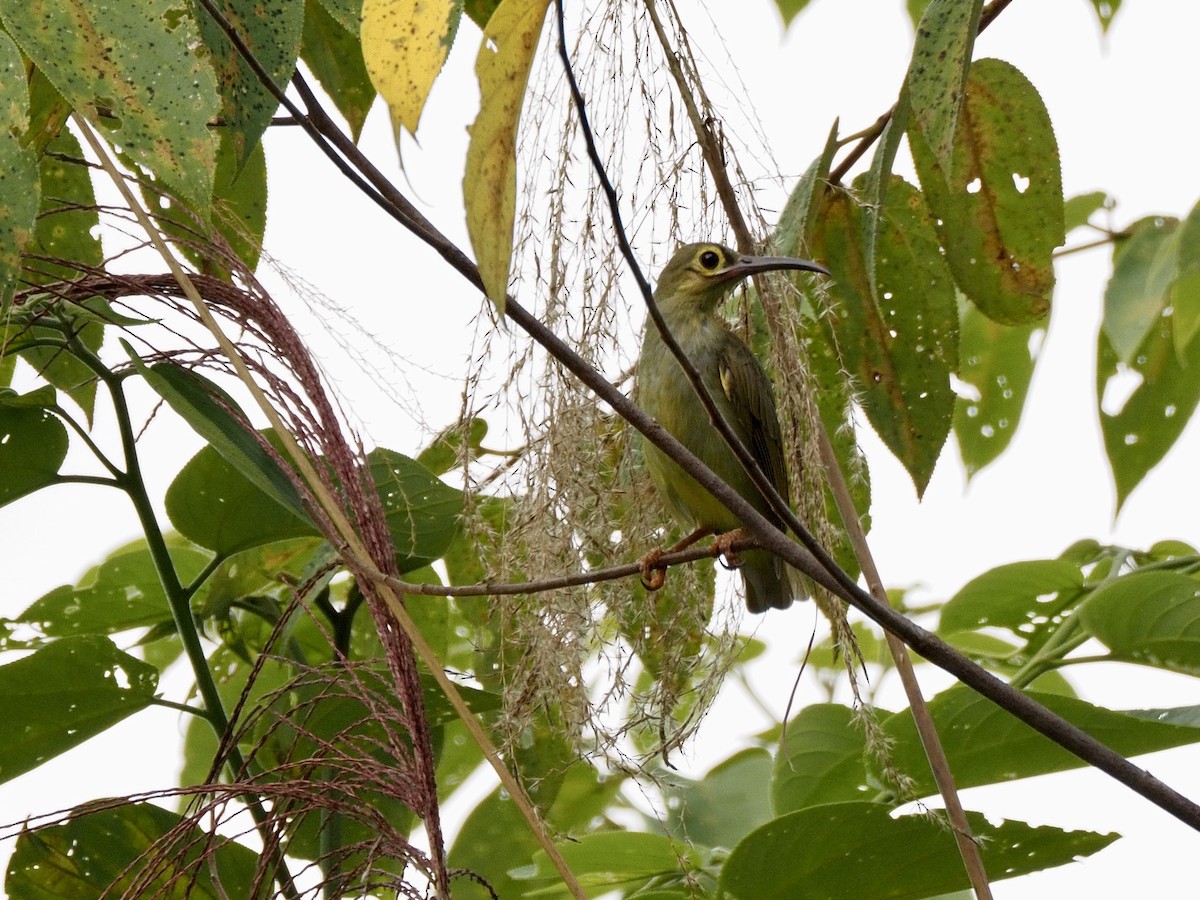 Spectacled Spiderhunter - ML642616455