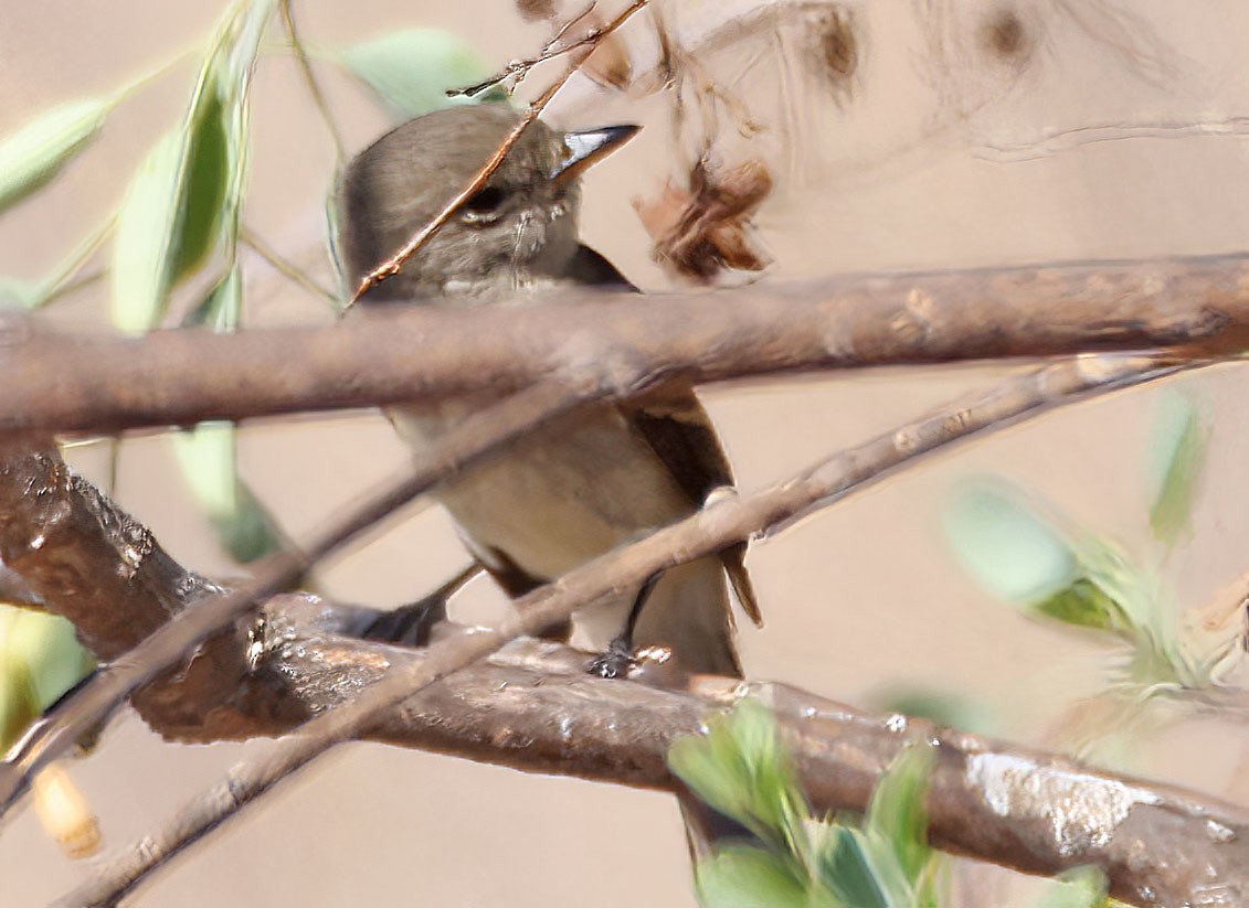 Willow Flycatcher - ML642616465