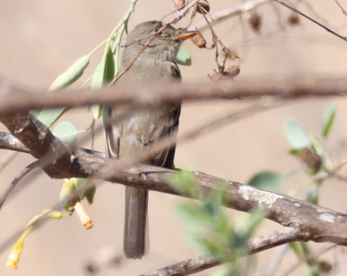 Willow Flycatcher - ML642616466