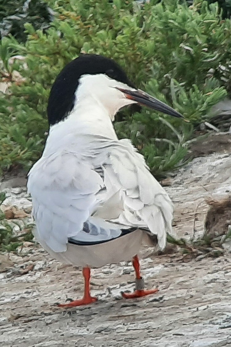 Roseate Tern - ML642616474