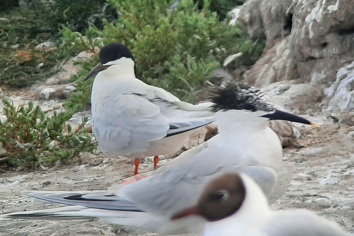 Roseate Tern - ML642616475