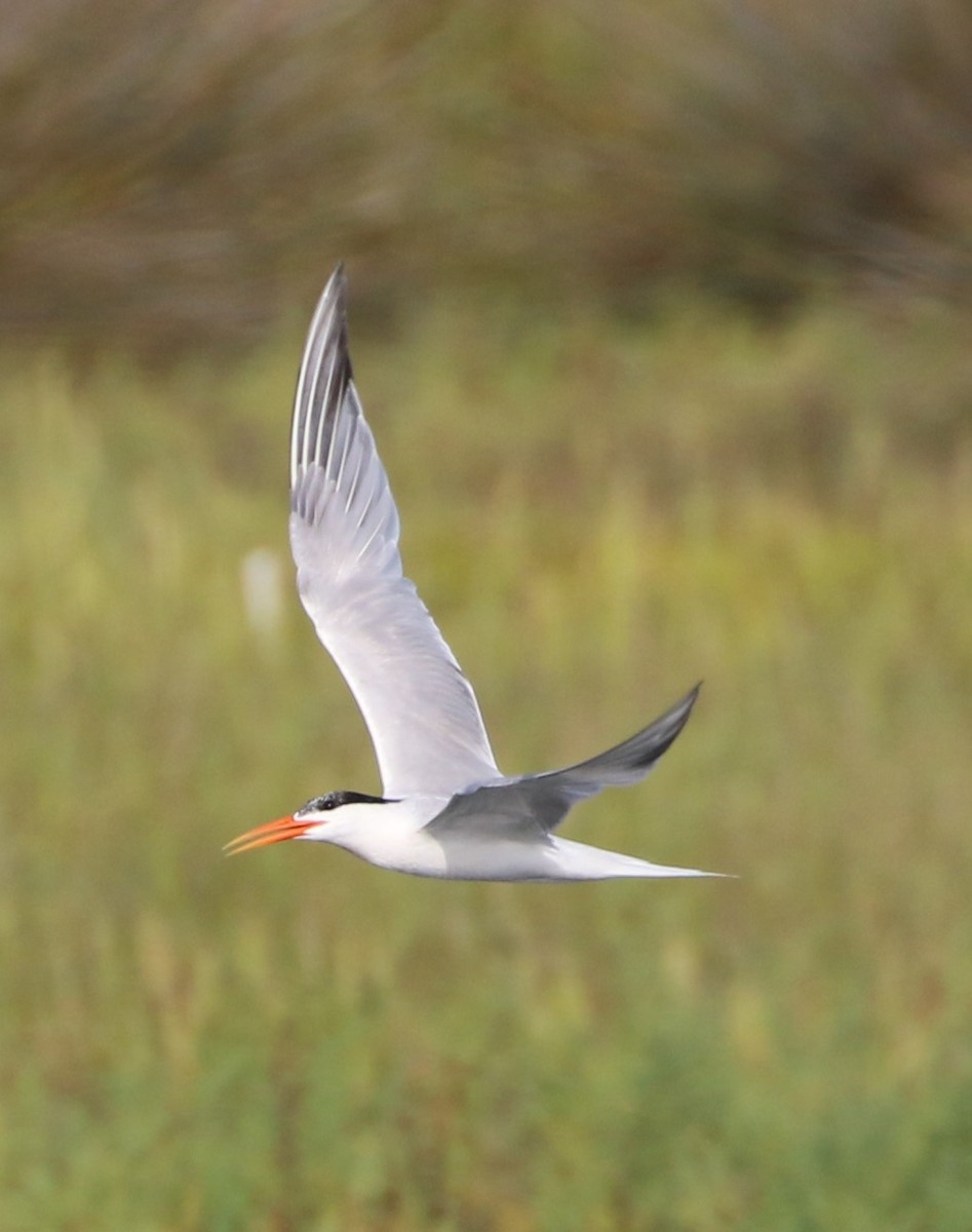 Elegant Tern - ML64261651