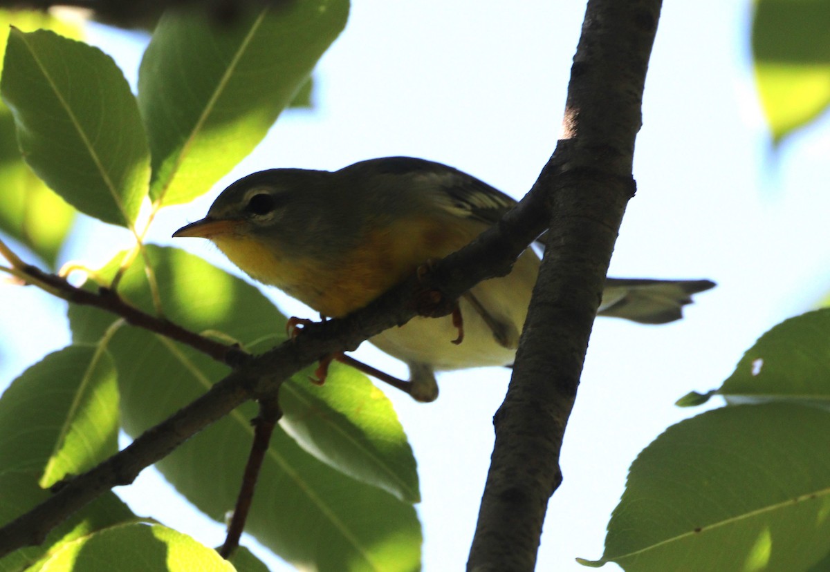 Northern Parula - ML642616551
